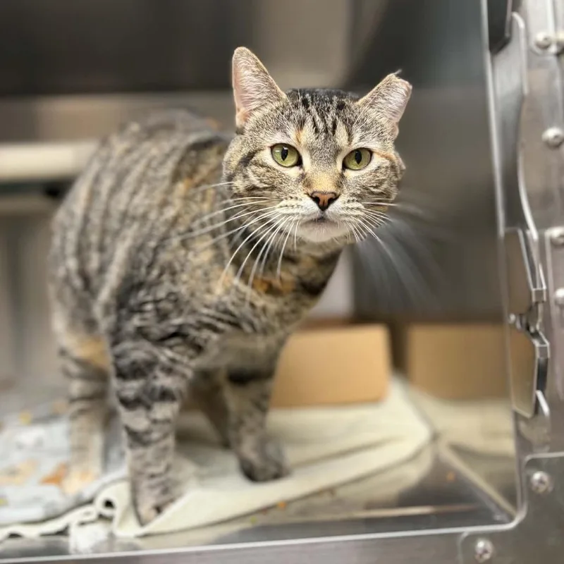 An adult small-sized female Domestic Short Hair cat named Ezra for adoption in Milan, IL