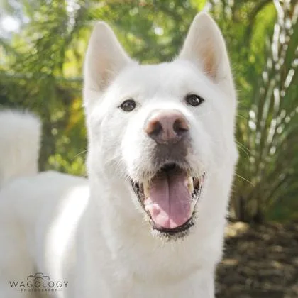 An adult large-sized male Husky dog named Casper for adoption in Largo, FL