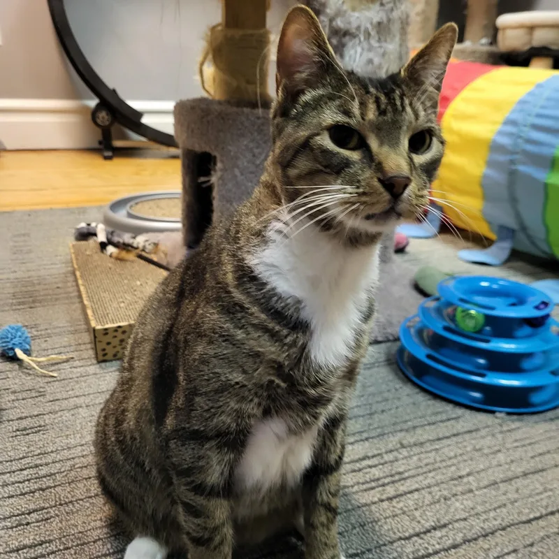 An adult large-sized male Tabby cat named Judah for adoption in Allentown, PA