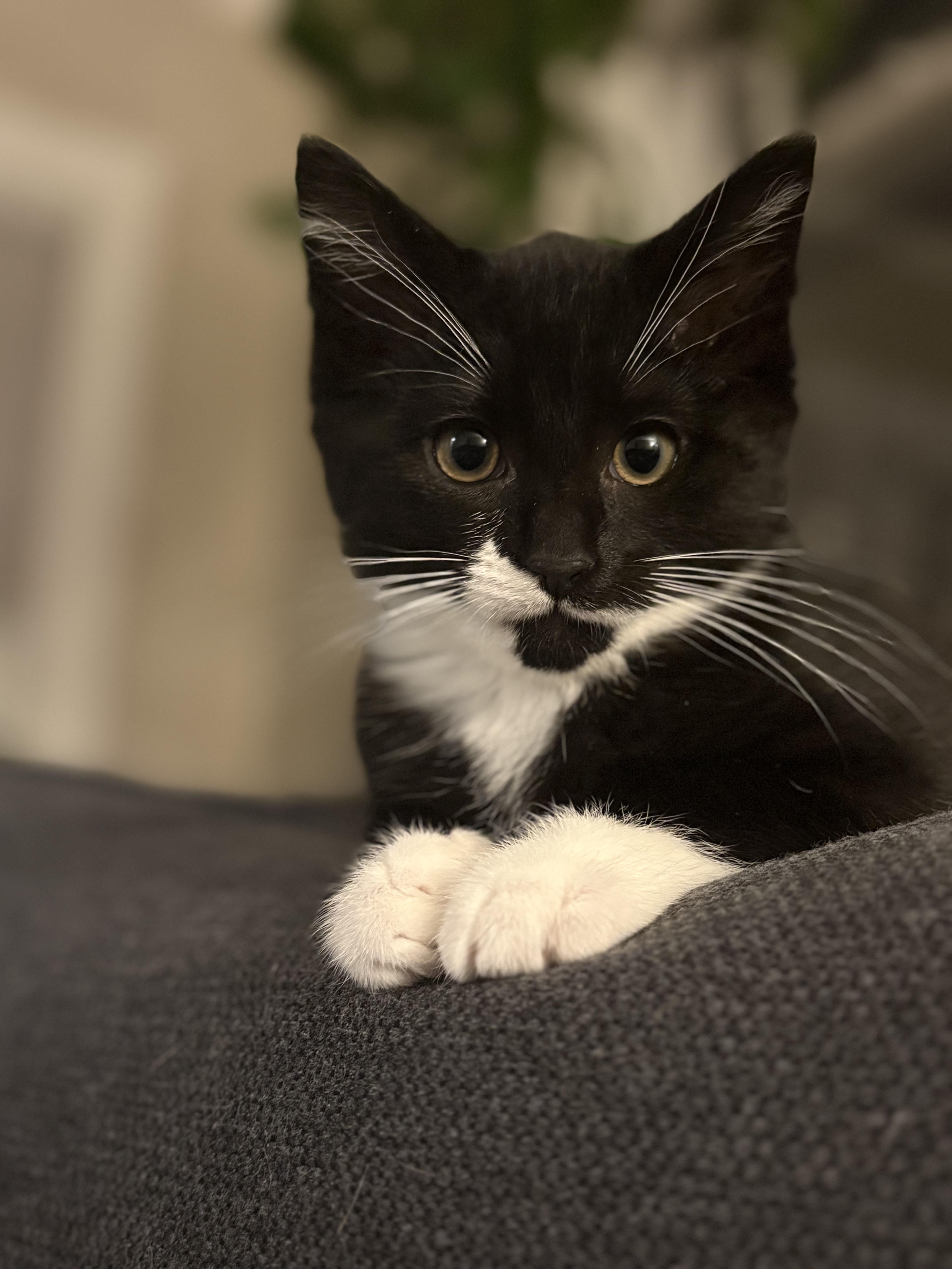A baby medium-sized female Black & White / Tuxedo Domestic Short Hair cat named Tuna for adoption in Portland, OR