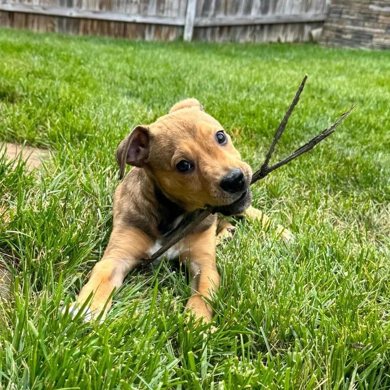 A baby small-sized male Yellow / Tan / Blond / Fawn Shepherd dog named Affection Pups: Lucca for adoption in Falls Church, VA