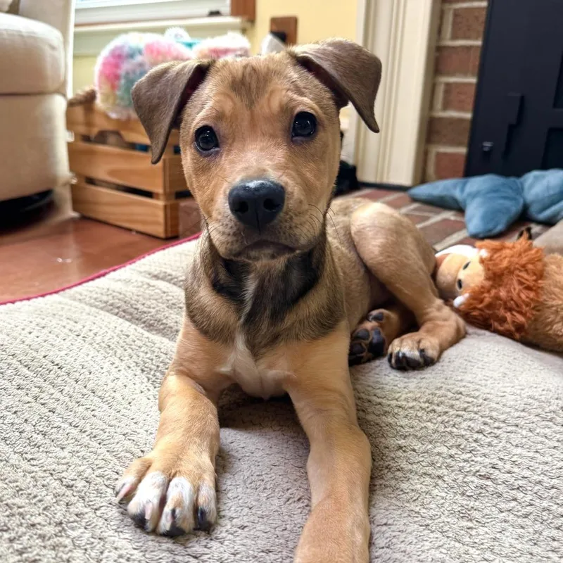 Affection Pups: Lucca thumbnail 2