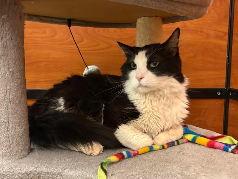 An adult medium-sized male Domestic Short Hair cat named Artie for adoption in Hurricane, UT