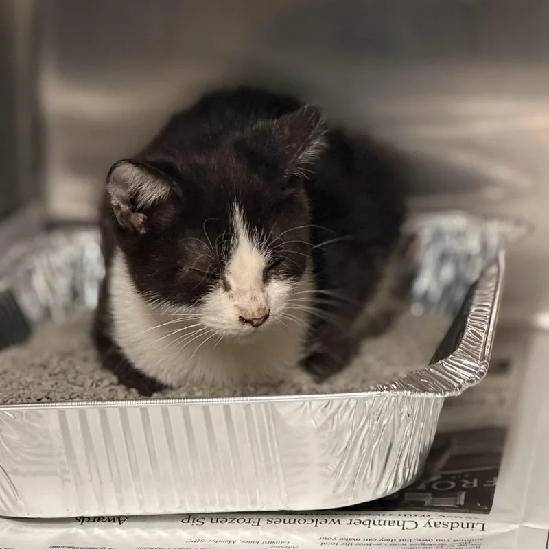 A baby small-sized male Domestic Medium Hair cat named Buddy for adoption in Pauls Valley, OK