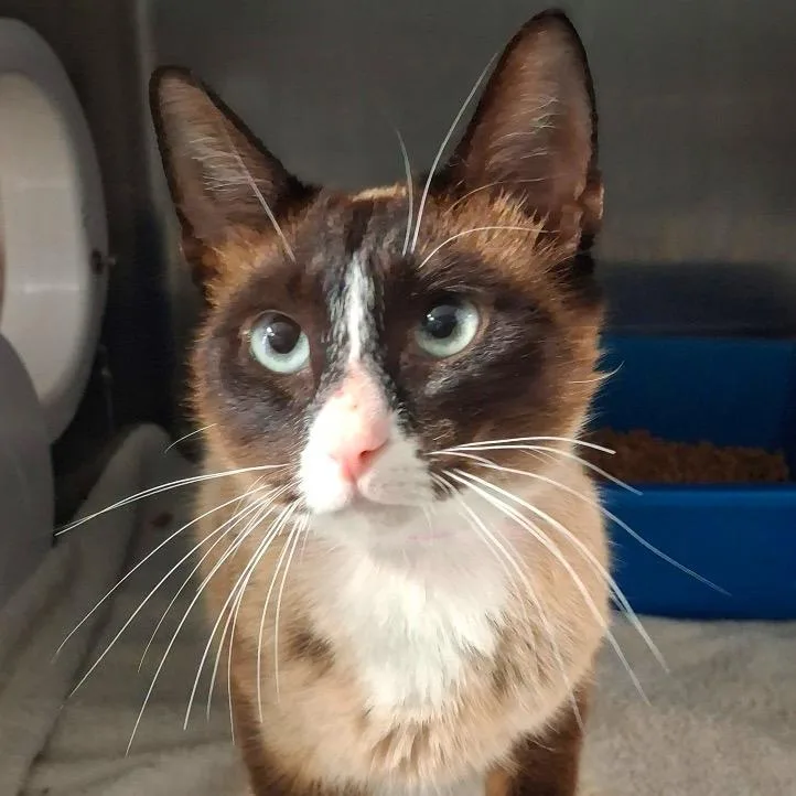 An adult medium-sized female Cream / Ivory Siamese cat named Rune for adoption in Lakeland, FL
