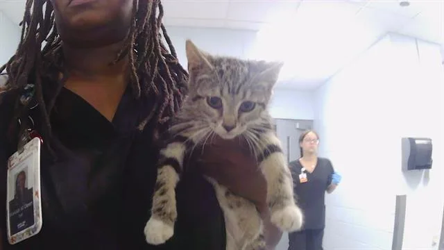 A baby medium-sized female Domestic Short Hair cat named Taffy for adoption in Charlotte, NC