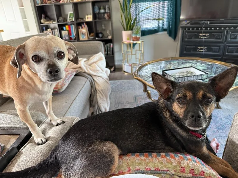 A young small-sized female Chihuahua dog named Pebbles for adoption in Salt Lake City, UT