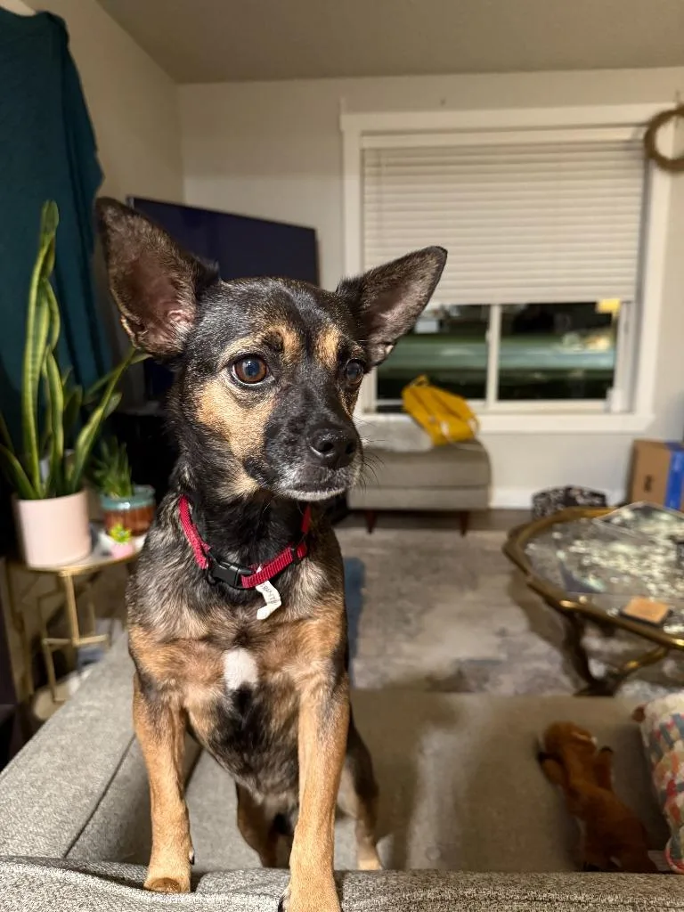 Pebbles thumbnail 6