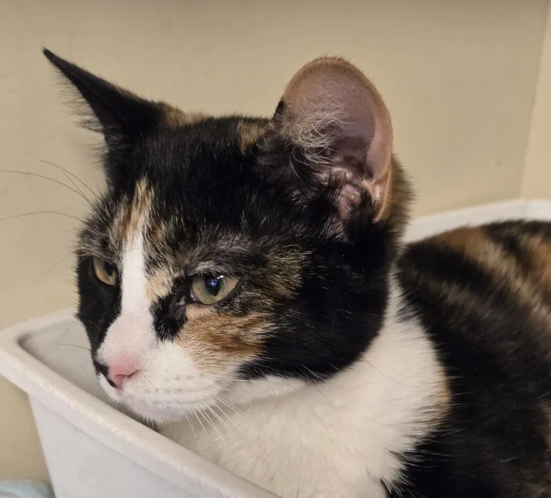 A baby medium-sized female Domestic Short Hair cat named Cali for adoption in Windsor, CT