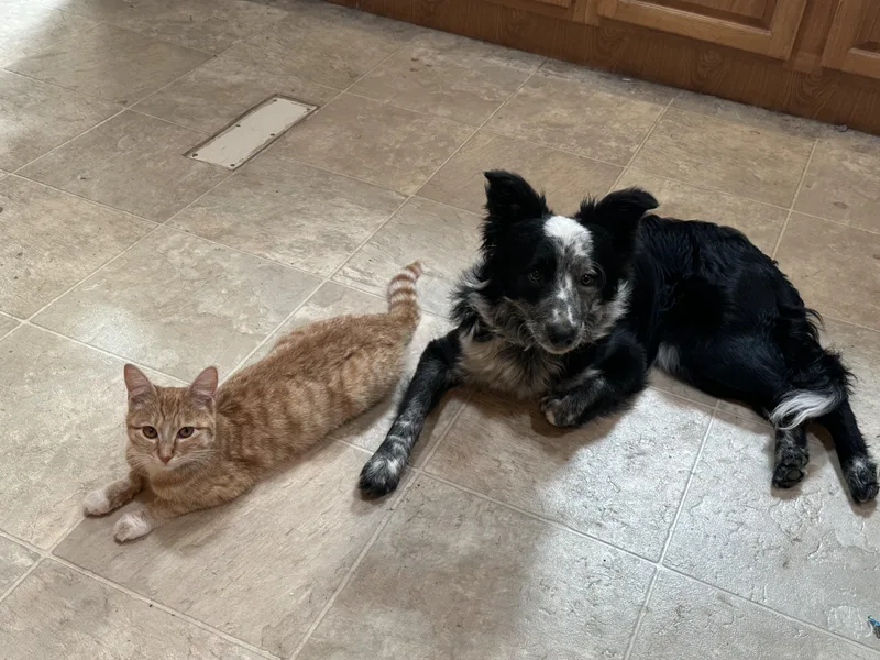 A young medium-sized female Tabby (Orange / Red) Domestic Short Hair cat named Pandora for adoption in Sunnyside, WA