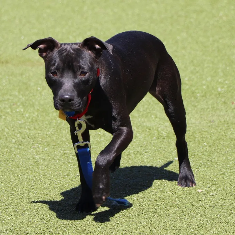 A young medium-sized female Mixed Breed dog named Bella for adoption in Port Washington, NY