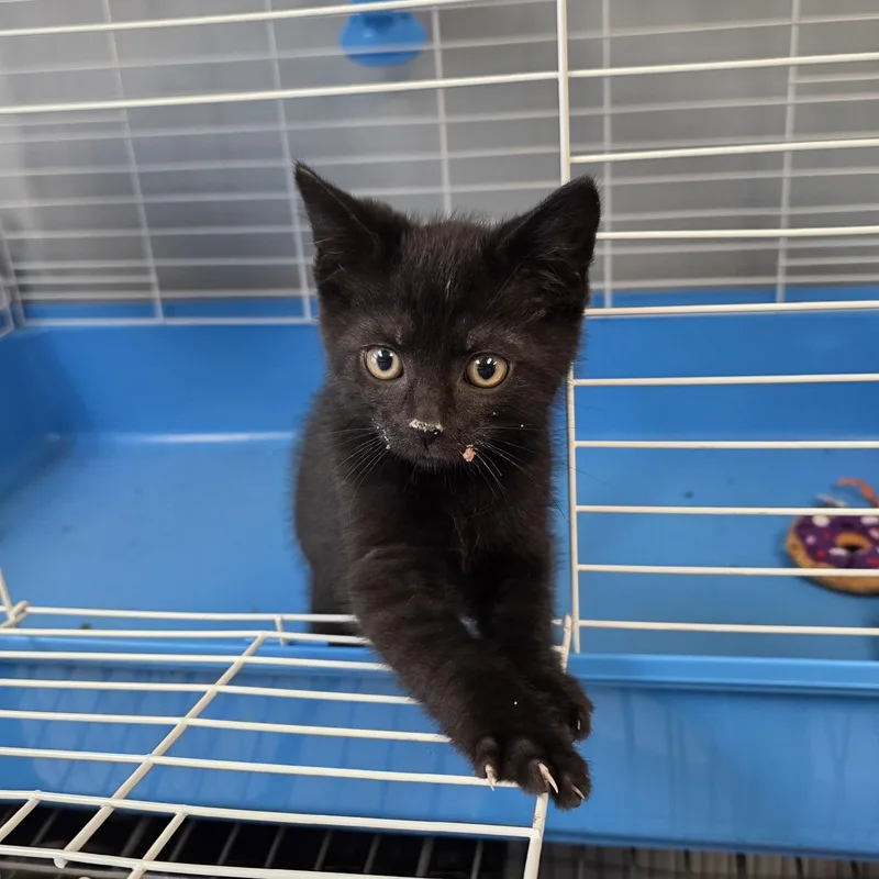 A baby medium-sized male Domestic Medium Hair cat named Licorice for adoption in Columbus, OH