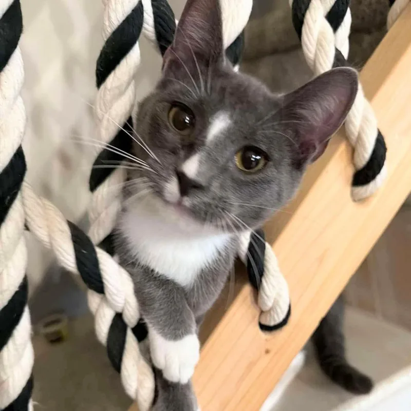 A baby small-sized male Domestic Short Hair cat named Oreo Grey for adoption in New Braunfels, TX
