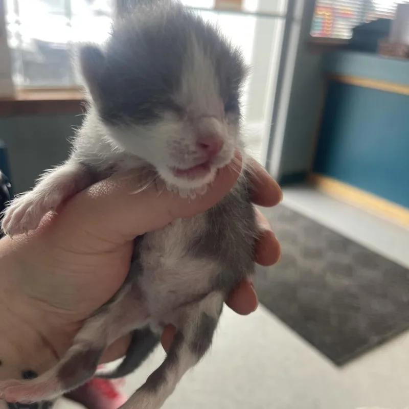 A baby small-sized male White Domestic Short Hair cat named Samsung for adoption in Shawnee, KS