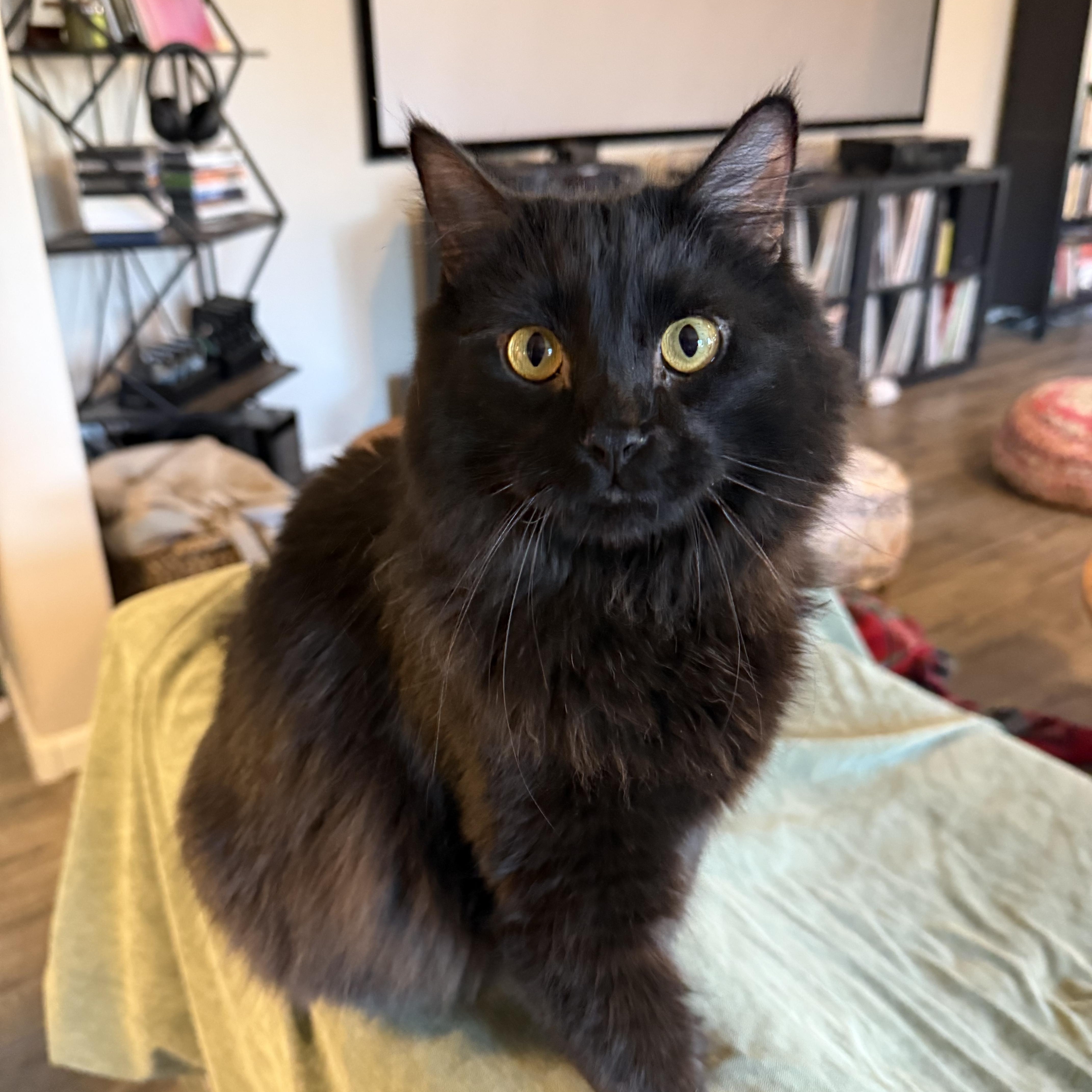 A young large-sized male Black Domestic Long Hair cat named Herb & Kale for adoption in Peoria, AZ