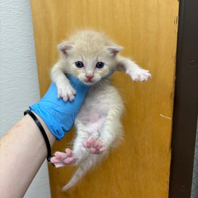 A baby small-sized male Buff / Tan / Fawn Domestic Short Hair cat named Hank Hamburger for adoption in Columbiana, AL