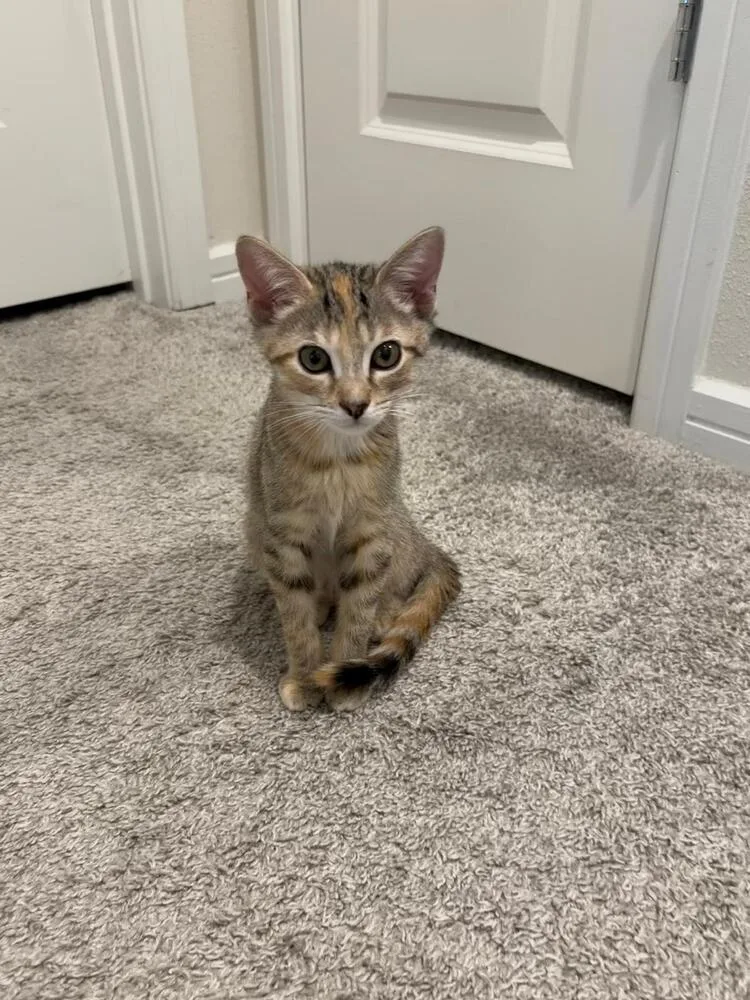A baby small-sized female Domestic Short Hair cat named Cannoli for adoption in Orlando, FL