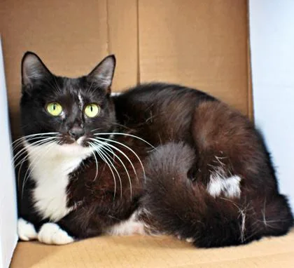 An adult small-sized female Domestic Short Hair cat named Caterina for adoption in Morton Grove, IL