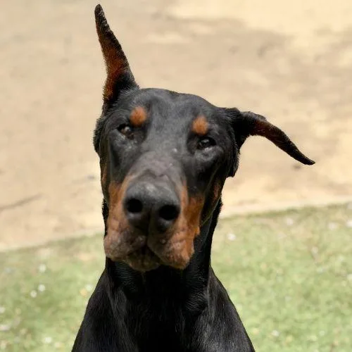 Beau