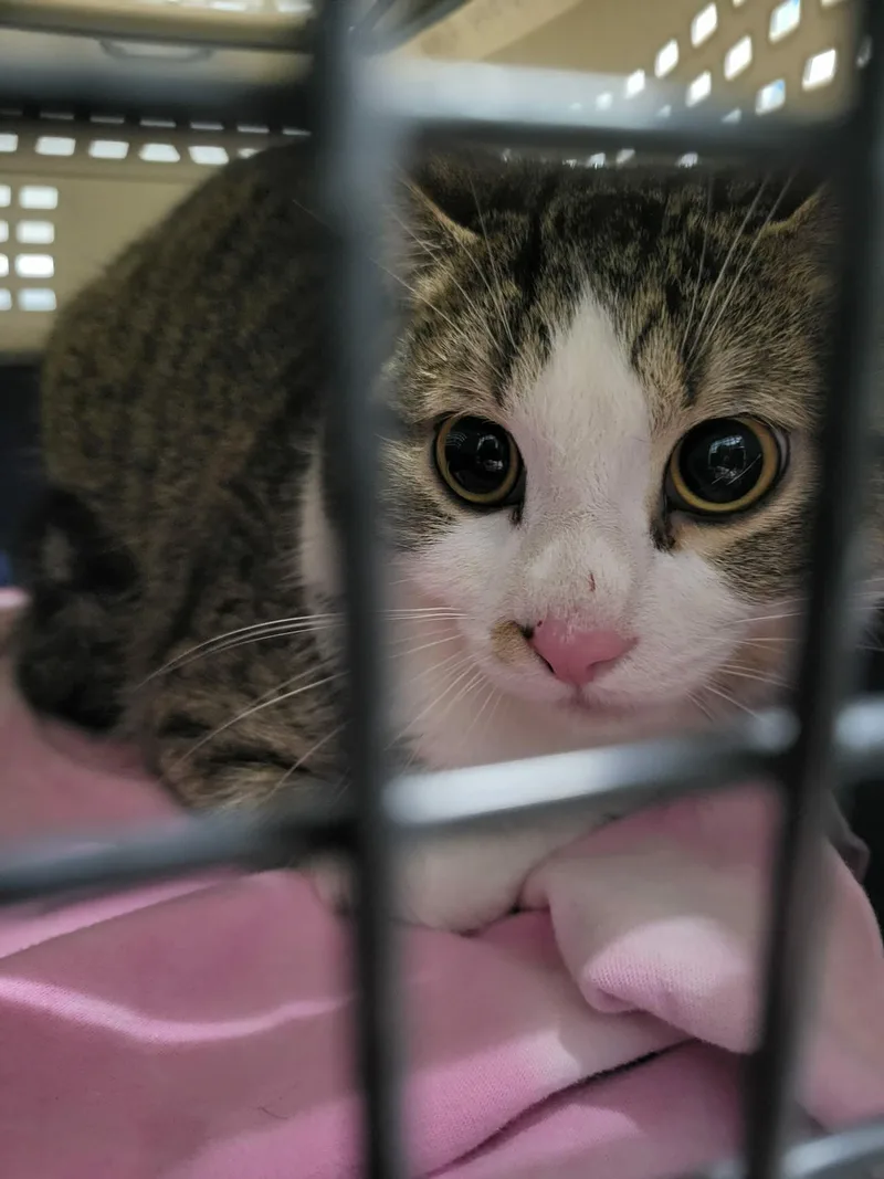 A young medium-sized male Domestic Short Hair cat named Charleston for adoption in Detroit Lakes, MN