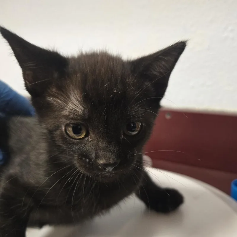 A baby small-sized female Black Domestic Short Hair cat named Victoria for adoption in Desert Hot Springs, CA