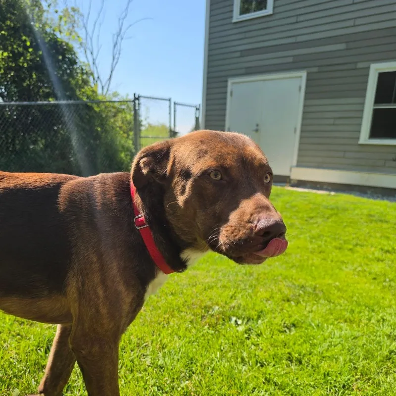 An adult large-sized male Brown / Chocolate Mixed Breed dog named Roan for adoption in Middlebury, VT