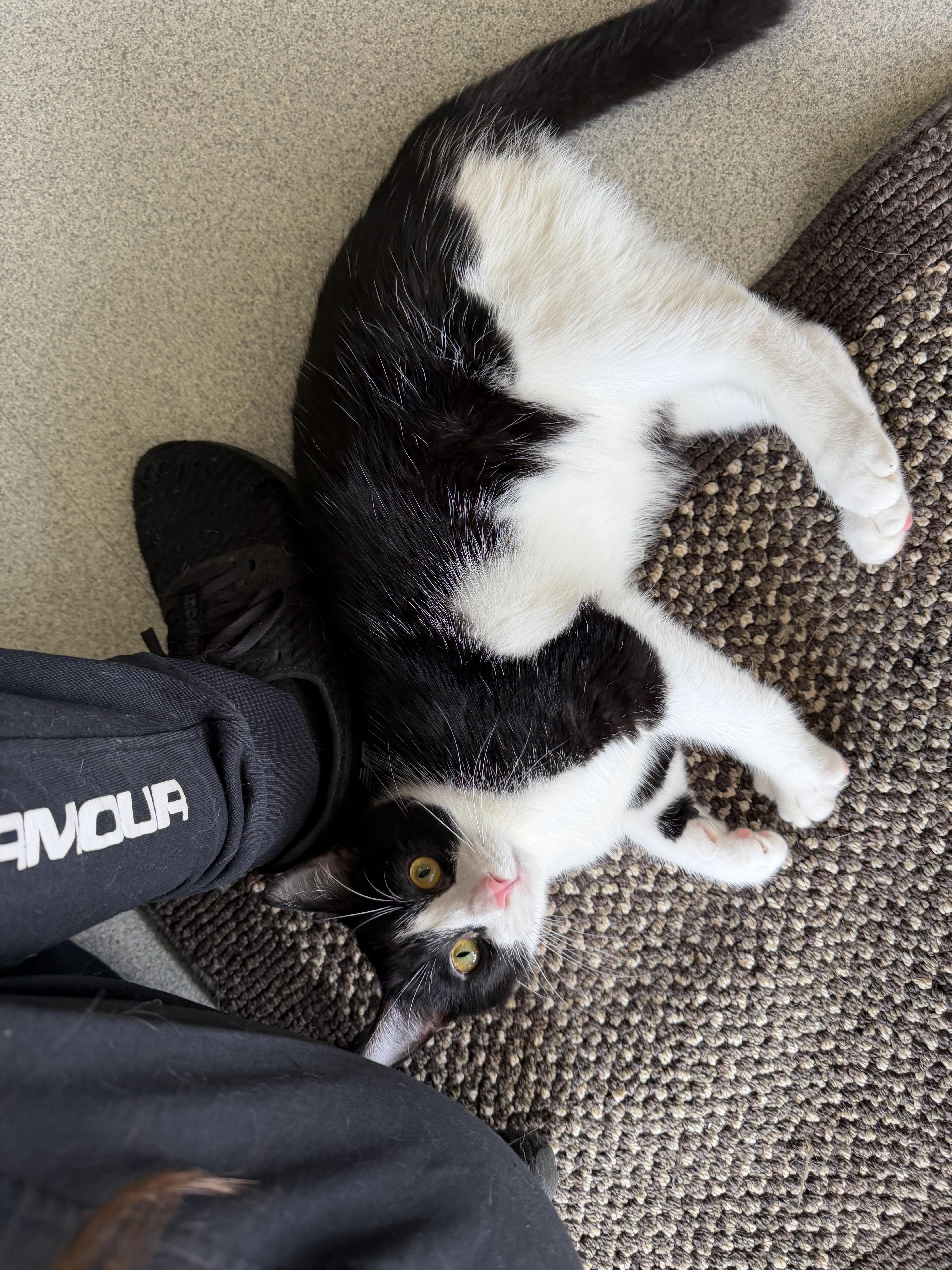 A baby medium-sized male Black & White / Tuxedo Domestic Short Hair cat named Aiden for adoption in Toledo, OH