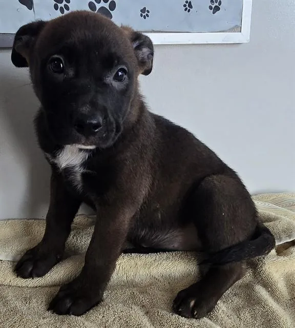 A baby small-sized female Husky dog named Lou for adoption in Lancaster, CA