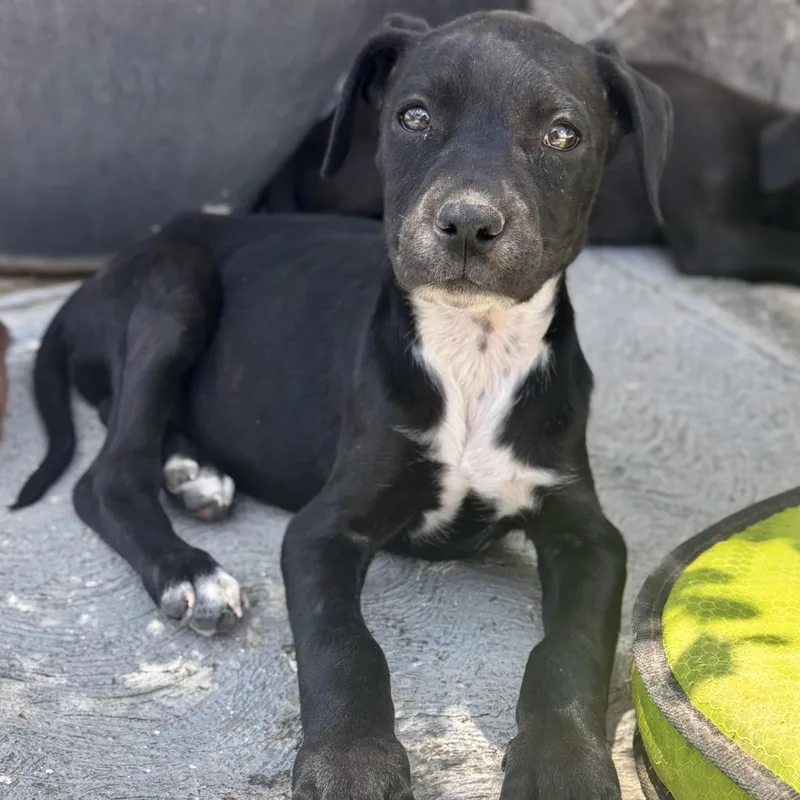 A baby medium-sized female Black Black Labrador Retriever dog named Susan for adoption in Manvel, TX