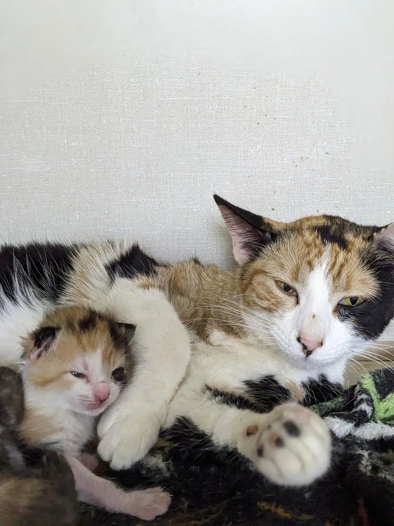 Roseanne thumbnail 2