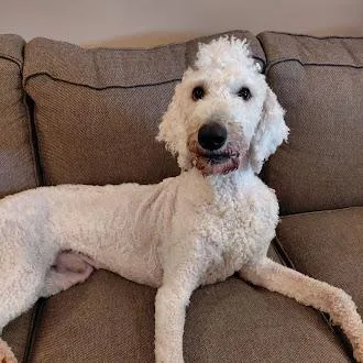 A young large-sized male White / Cream Standard Poodle dog named Dudele for adoption in Germantown, TN