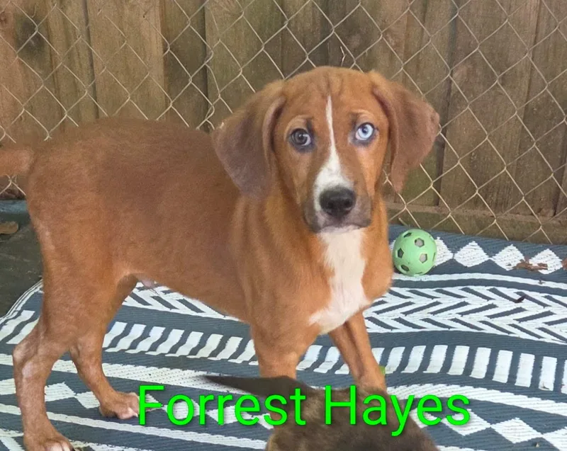 A baby medium-sized male Hound dog named Forrest Hayes for adoption in Fosters, AL