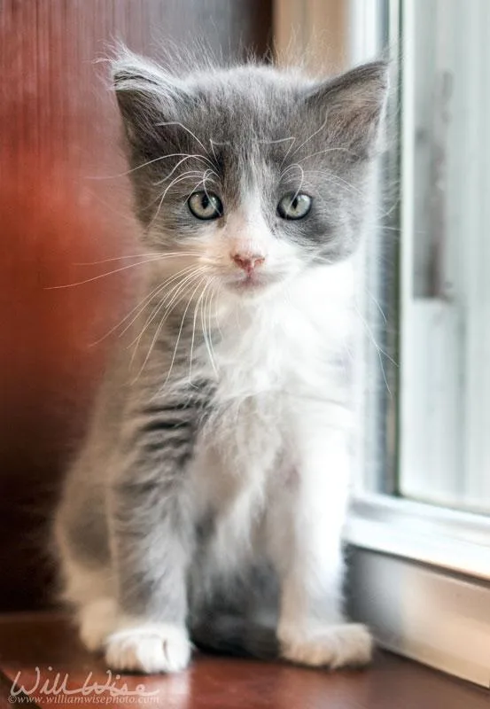 A baby small-sized male Gray & White Domestic Medium Hair cat named Roony for adoption in Monroe, GA
