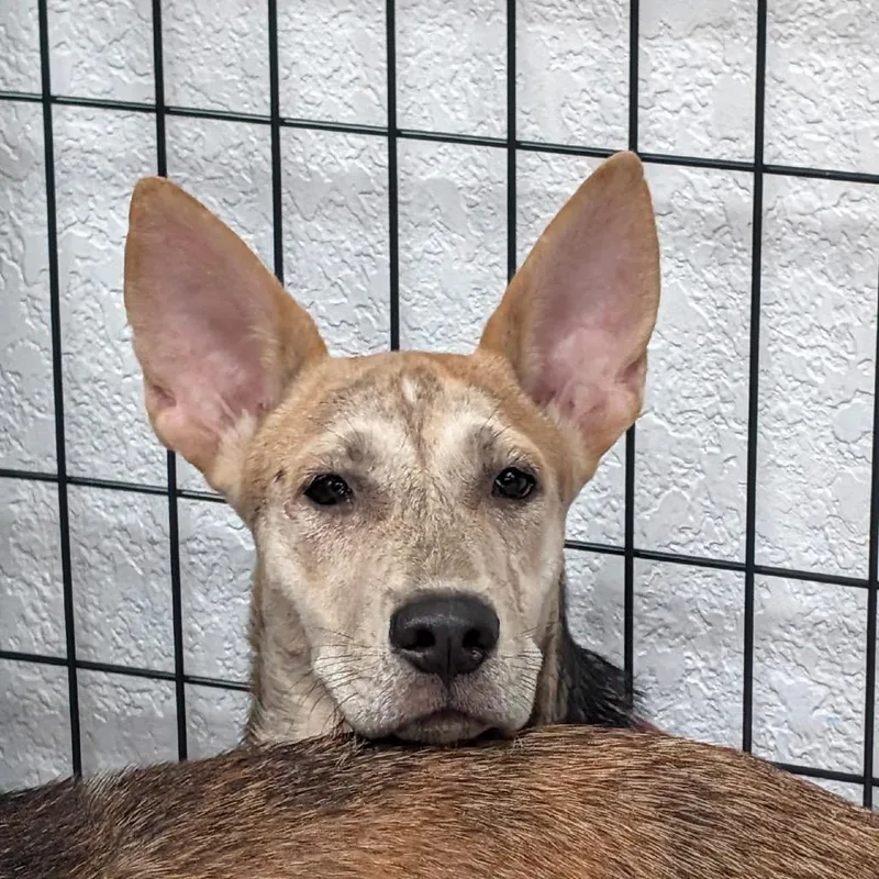 A young medium-sized female Yellow / Tan / Blond / Fawn Husky dog named Zora for adoption in Lakeland, FL
