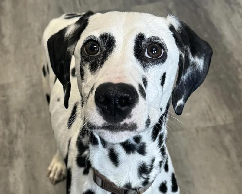 A young medium-sized male Black Dalmatian dog named Capone for adoption in Euclid, OH