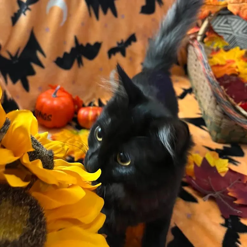 A baby small-sized female Domestic Medium Hair cat named Princessa for adoption in Coralville, IA