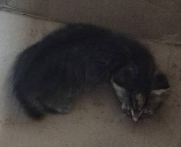A baby small-sized female Domestic Short Hair cat named Fbd Dusk for adoption in Lawrenceville, GA