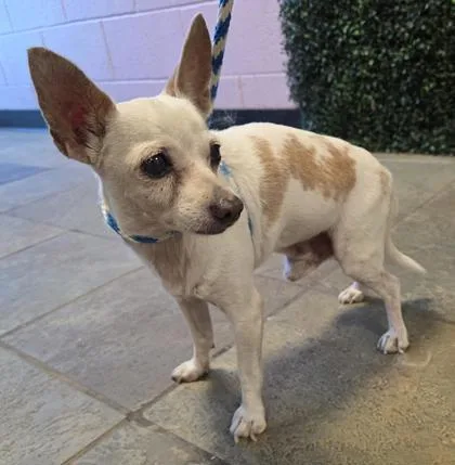 A senior small-sized male White / Cream Mixed Breed dog named 61562336 for adoption in El Paso, TX