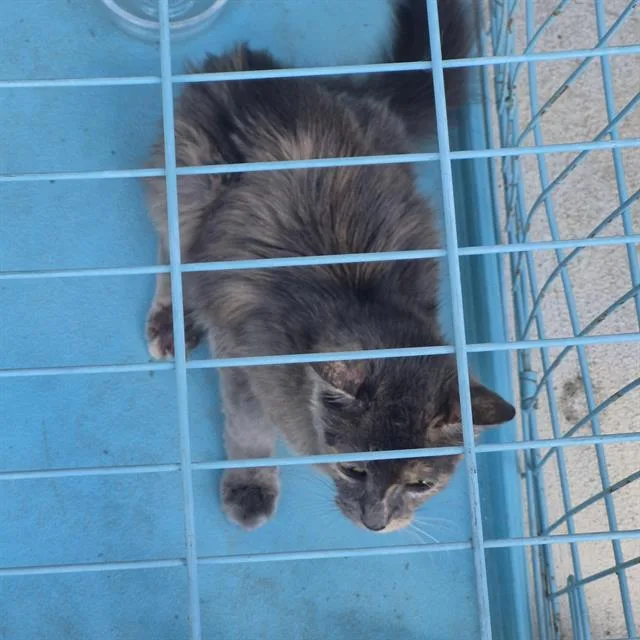 A young small-sized female Domestic Short Hair cat named Benji for adoption in San Antonio, TX