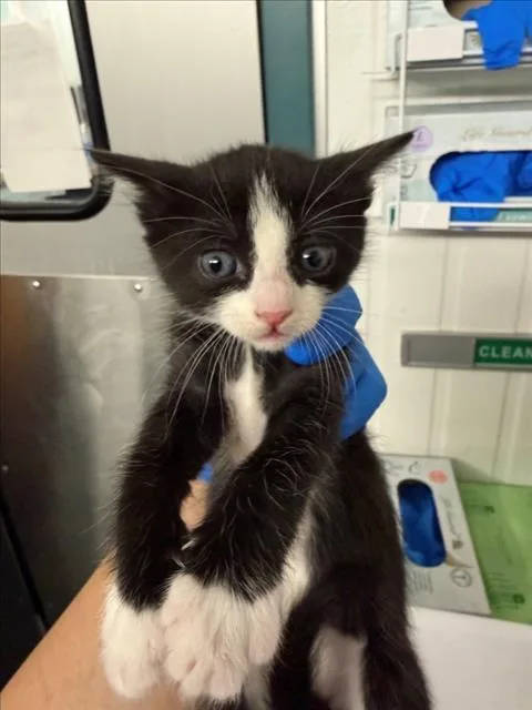 A baby medium-sized female Black & White / Tuxedo Domestic Short Hair cat named Allie for adoption in Woodland, CA