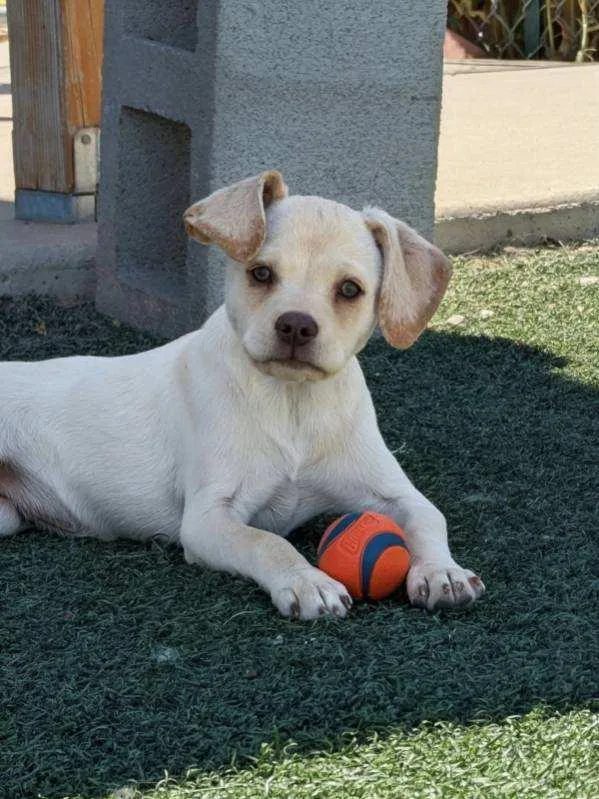 A young small-sized female Chihuahua dog named Elenore for adoption in Benson, AZ