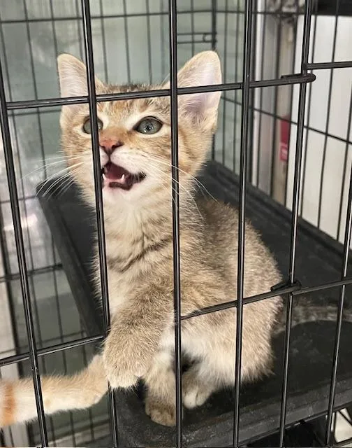 A baby small-sized female Domestic Short Hair cat named Angela for adoption in Fort Worth, TX