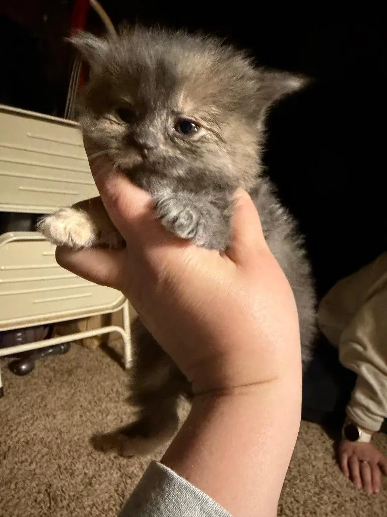 A baby medium-sized female Domestic Medium Hair cat named Evette for adoption in Hartford City, IN
