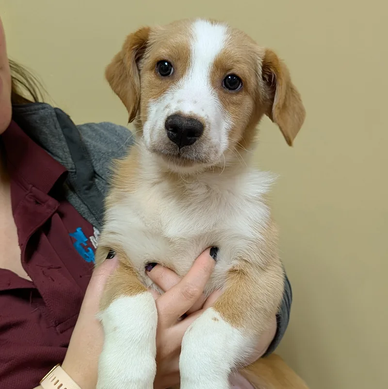 A baby medium-sized male Australian Shepherd dog named Buford for adoption in Accident, MD