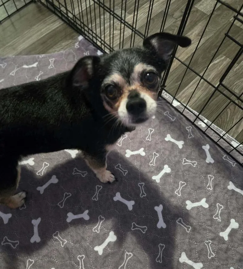 A senior small-sized male Tricolor (Brown, Black, & White) Chihuahua dog named Jackson Roo for adoption in Aurora, IN