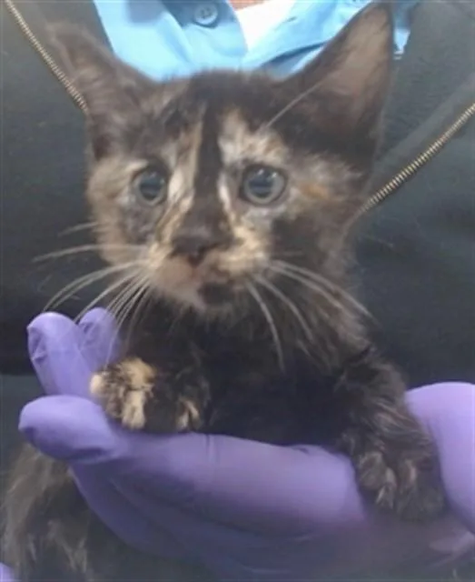 A baby small-sized female Domestic Short Hair cat named Alex for adoption in Miami, FL