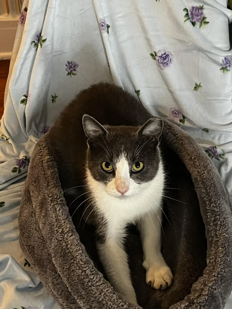 An adult medium-sized female Gray & White Domestic Short Hair cat named Selene for adoption in Long Island City, NY