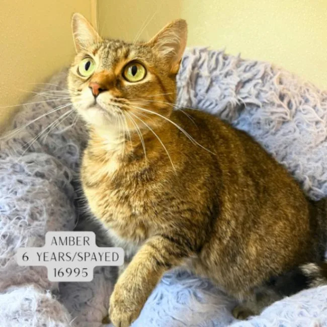 An adult medium-sized female Tabby (Brown / Chocolate) Domestic Short Hair cat named Amber for adoption in Supply, NC