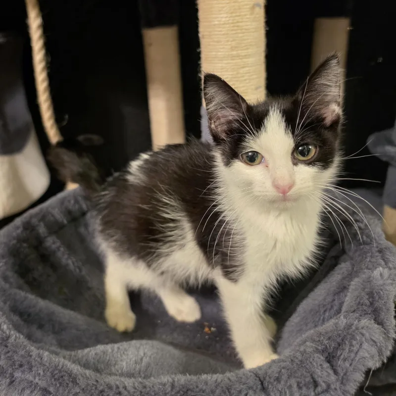 A baby small-sized male Black & White / Tuxedo Domestic Short Hair cat named Nugget for adoption in Bentonville, AR