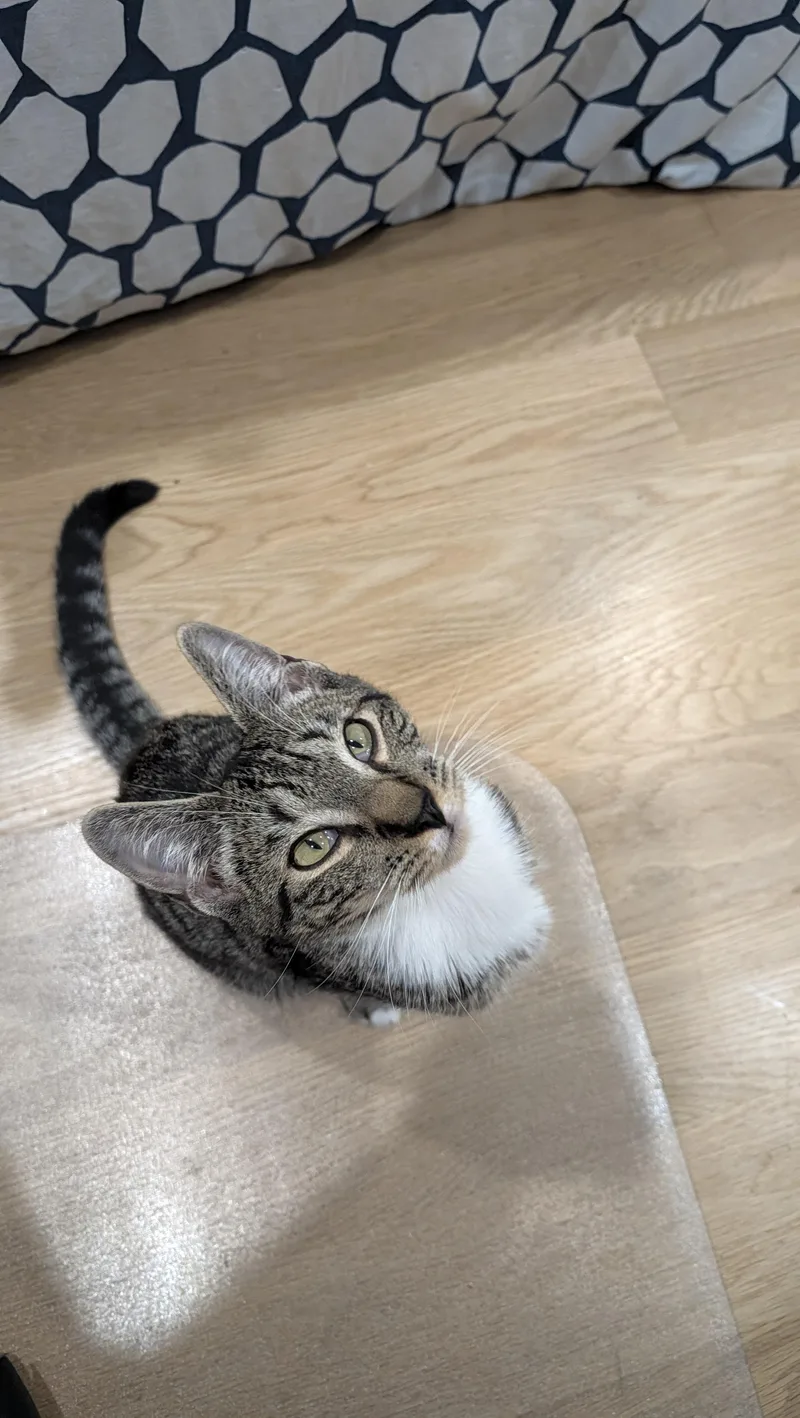 A baby medium-sized male Domestic Short Hair cat named Guacamole for adoption in Melrose, MA